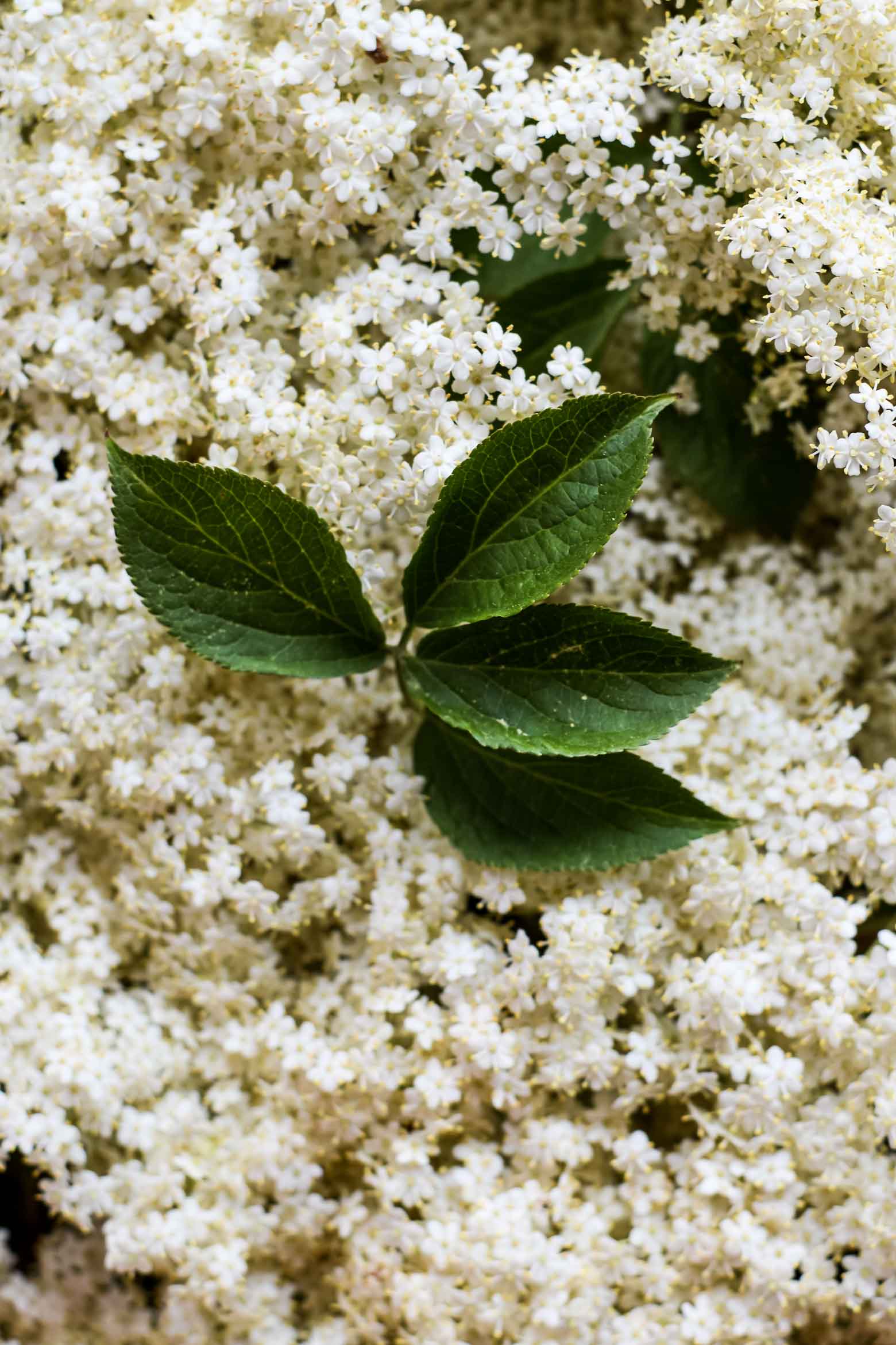 Urtebrød med hyldeblomst- og citrontimiansmør · Opskrift på brød og smør