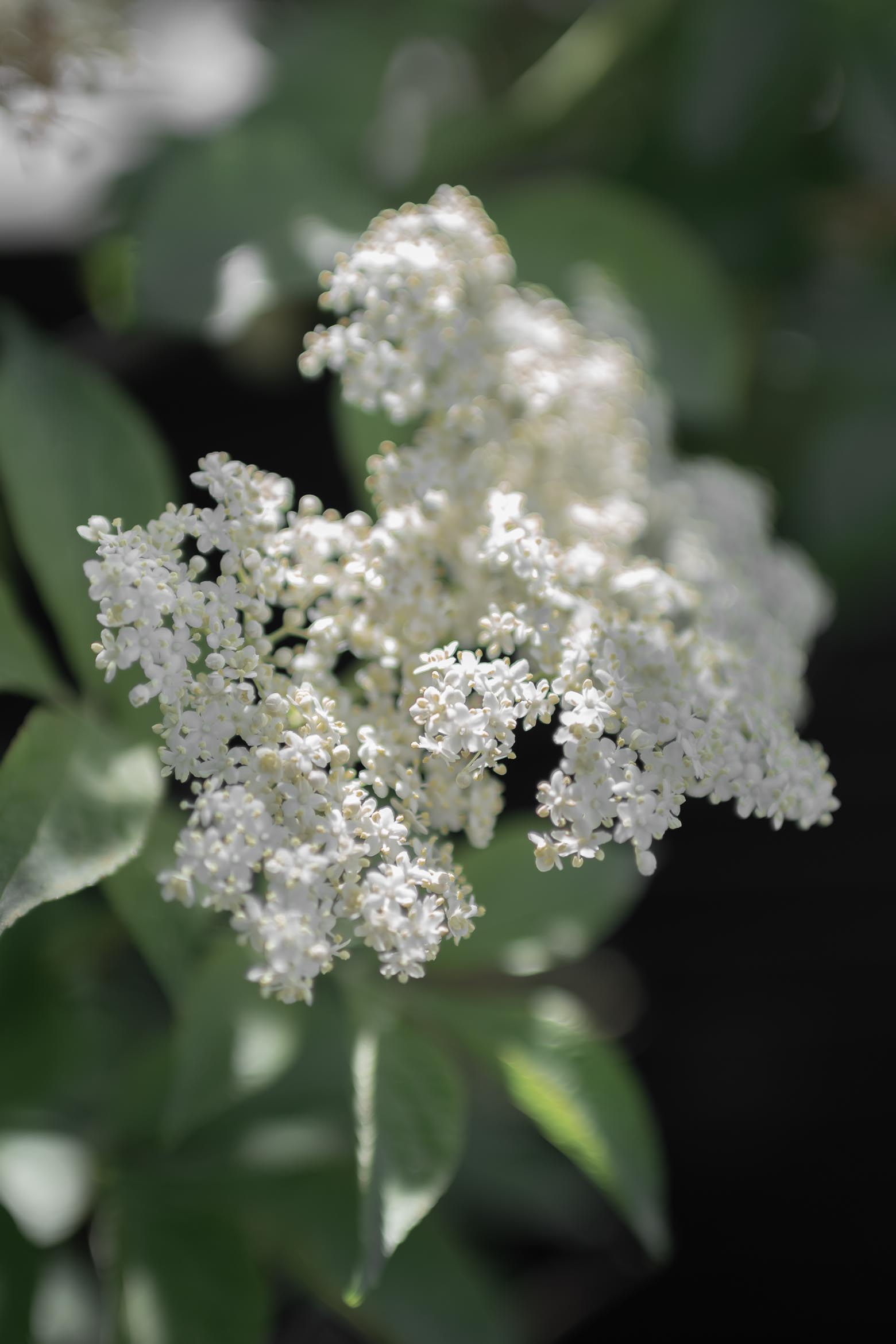 BLOOMING elderflower ..