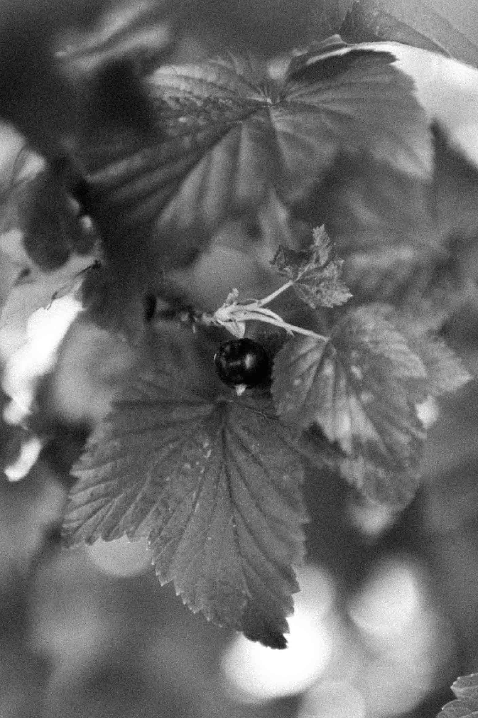 Black and white photograph of a black currant hanging among leaves and branches.
