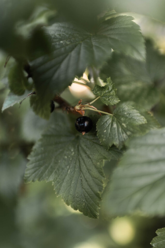 Ripe black currant and green leaves in the warm late-summer light.